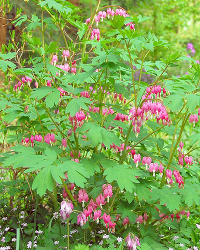 Dicentra spectabilis-2.jpg